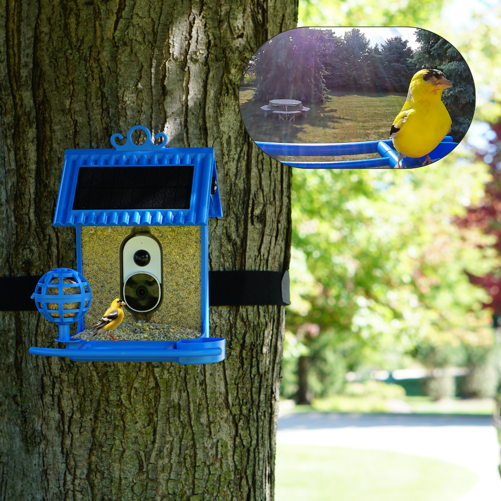 Hello Birdie Smart Bird Feeder with AppBased Recognition Limitless