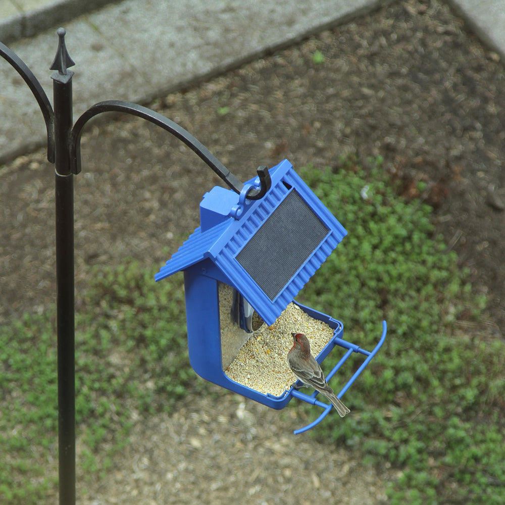 Hello Birdie Smart Bird Feeder with AppBased Recognition Limitless