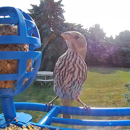 Hello Birdie Smart Bird Feeder with AppBased Recognition Limitless