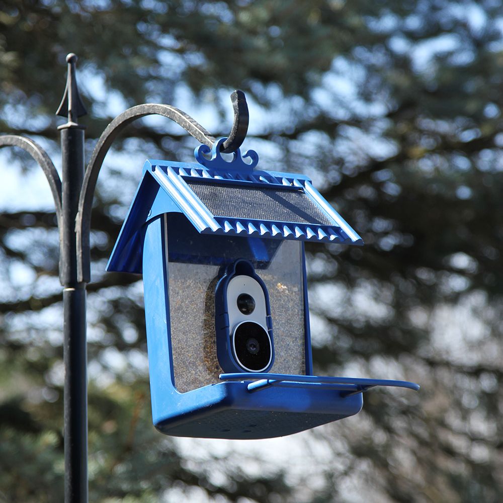 Hello Birdie Smart Bird Feeder with App-Based Recognition– Limitless ...