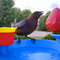 Hello Birdie Smart Bird Bath with App-Based Recognition